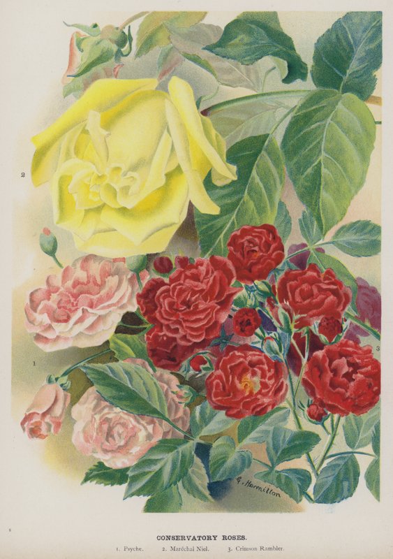 Konservatoriumsrosen von Gertrude Hamilton