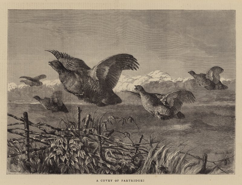 Ein Schwarm Rebhühner von Harrison William Weir