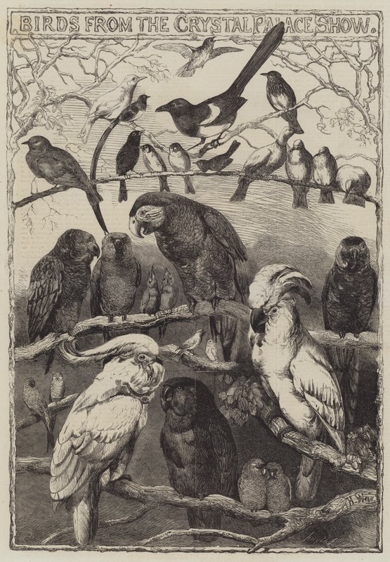 Vögel von der Crystal Palace Show von Harrison William Weir