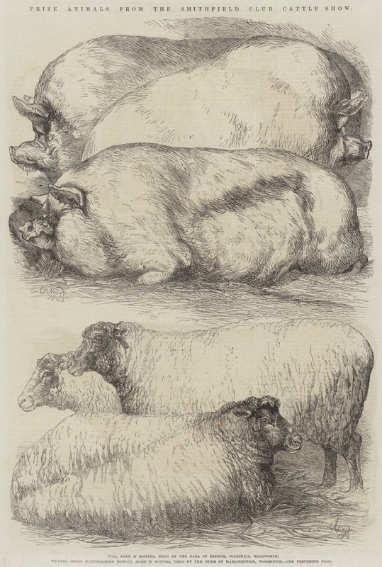 Preisgekrönte Tiere von der Smithfield Club Viehschau von Harrison William Weir