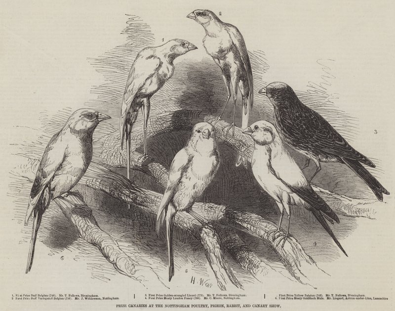 Preisgekrönte Kanarienvögel auf der Nottingham Geflügel-, Tauben-, Kaninchen- und Kanarienschau von Harrison William Weir
