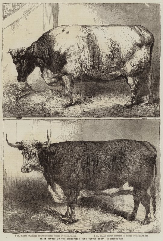 Preisrinder auf der Smithfield Club Cattle Show von Harrison William Weir