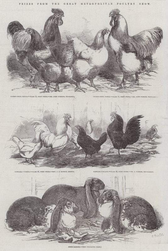 Preise von der Großen Metropolitan Geflügelschau von Harrison William Weir