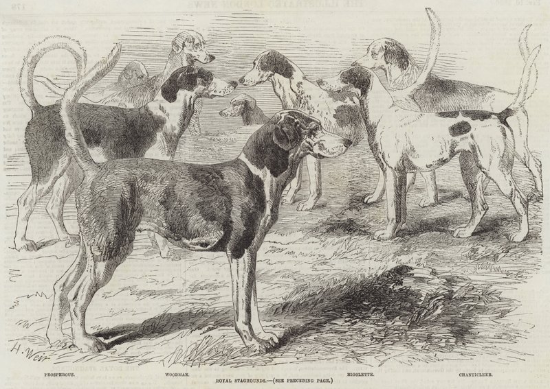 Königliche Hirschhunde von Harrison William Weir