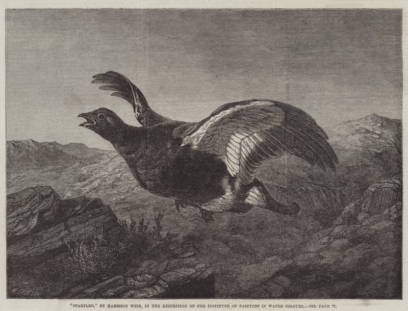Erschrocken von Harrison William Weir