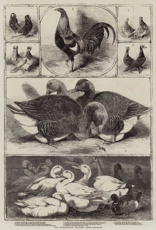 Die Birmingham Geflügelschau von Harrison William Weir