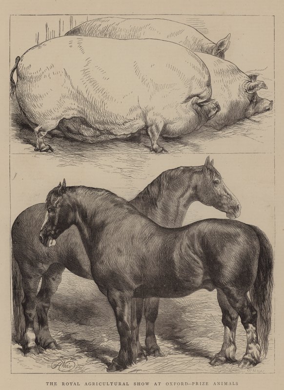Die Königliche Landwirtschaftsausstellung in Oxford, Preisgekrönte Tiere von Harrison William Weir