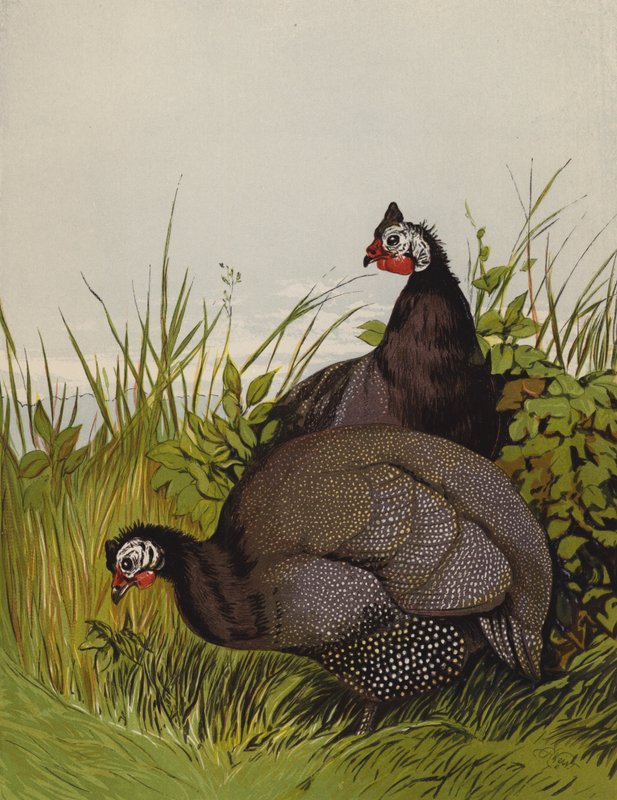 Perlhühner (Chromolithografie) von Harrison William Weir