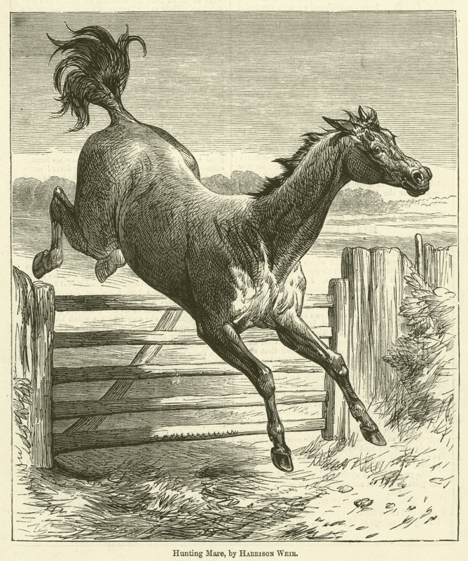 Jagdstute von Harrison William Weir
