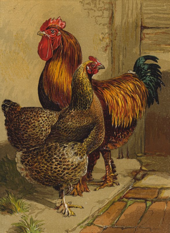 Rebhuhn-Cochins von Harrison William Weir