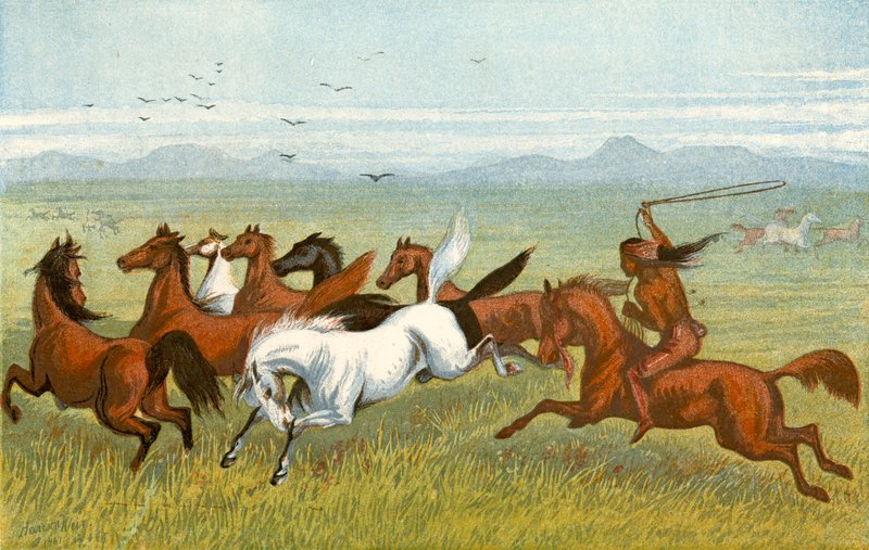 Das Pferd - 