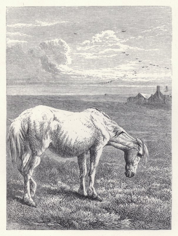 Das alte Pferd von Harrison William Weir