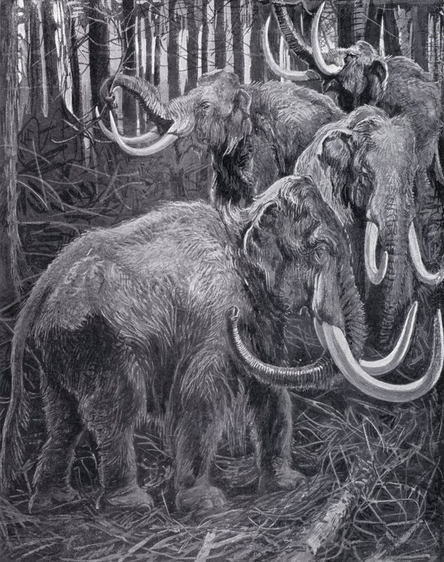 Mammuts von Harry Hamilton (after) Johnston