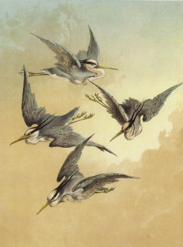 Reiher von Hector Giacomelli