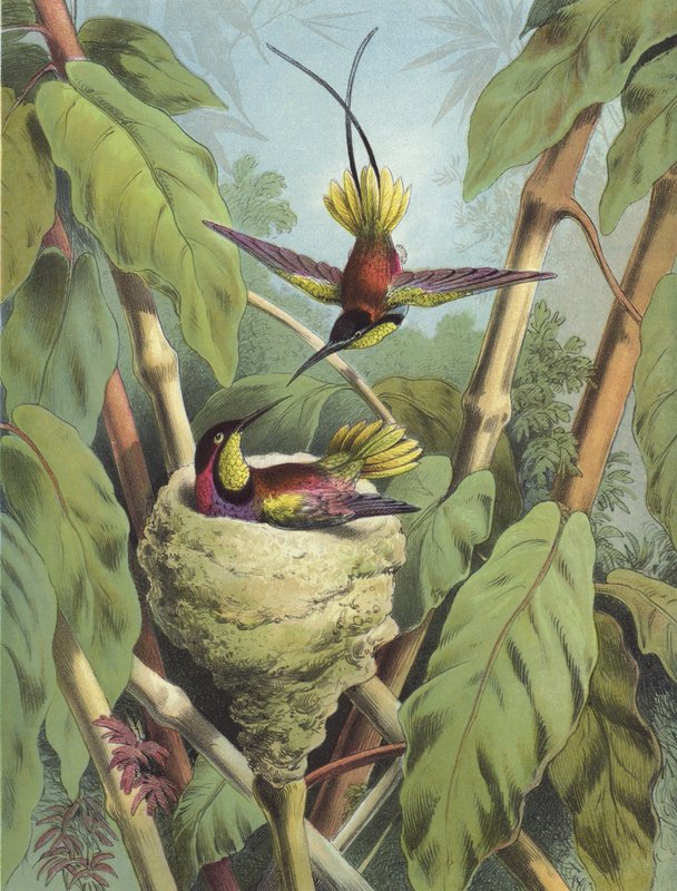 Kolibri von Hector Giacomelli