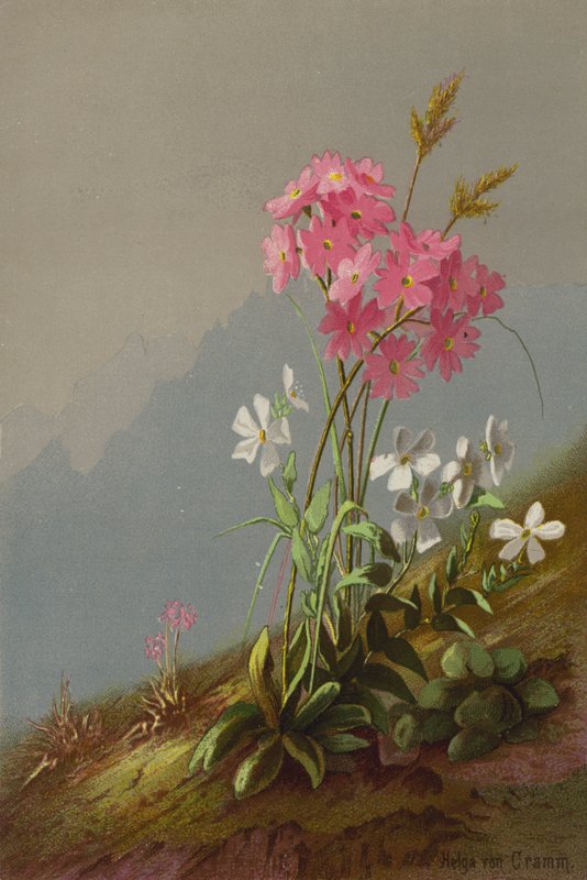 Bergblumen von Helga von Cramm
