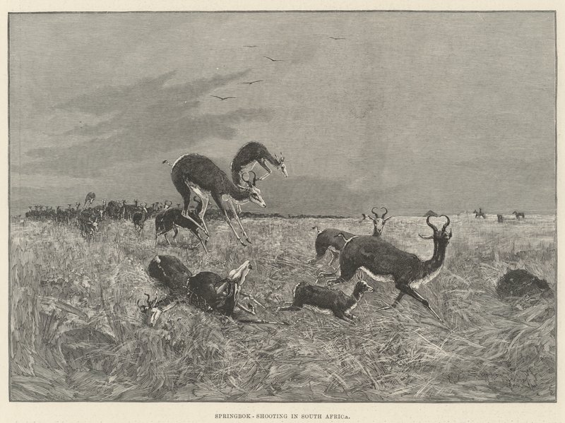 Springbock-Jagd in Südafrika von Henry Charles Seppings Wright
