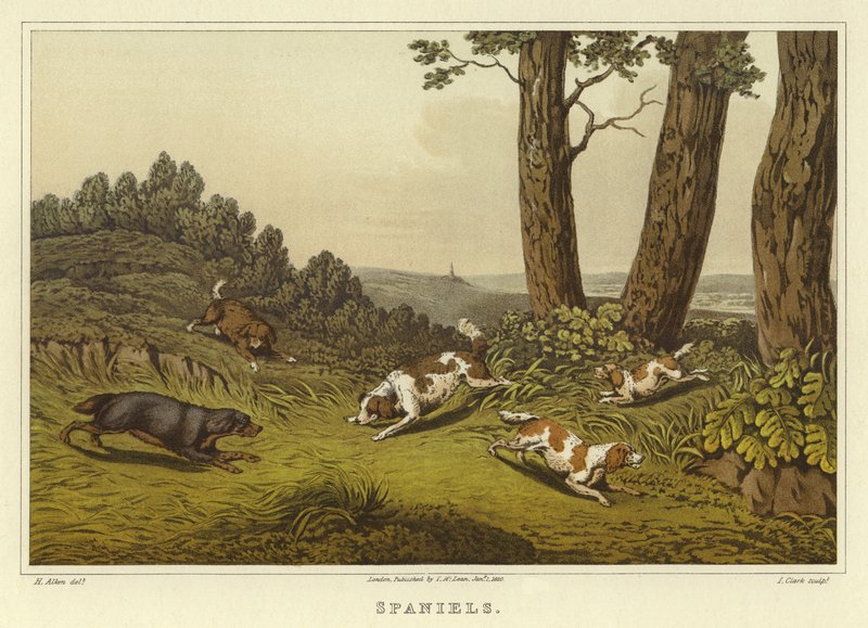 Spaniels von Henry Thomas Alken