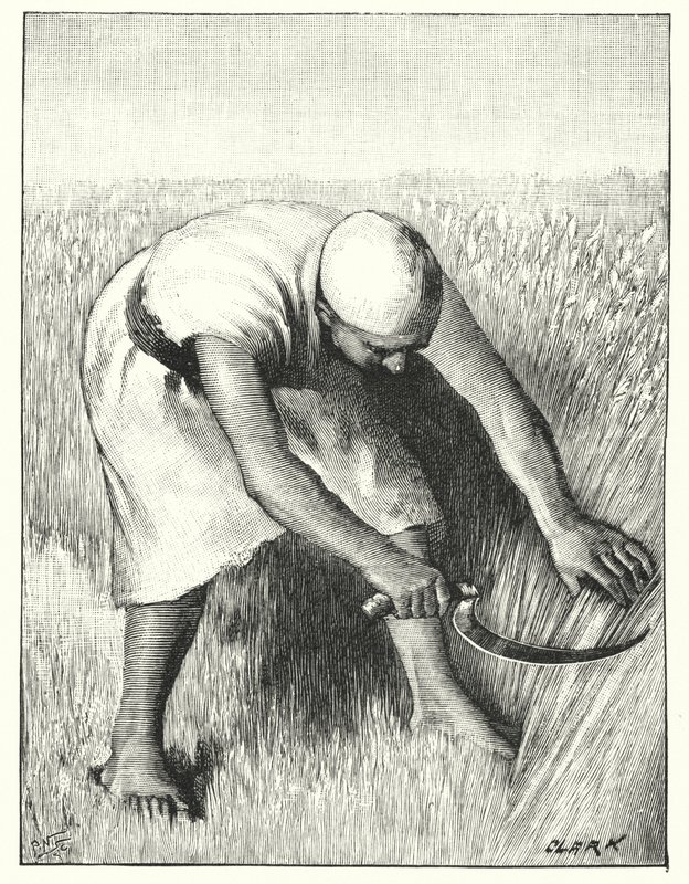 Ernte im Osten von Henry Andrew Harper