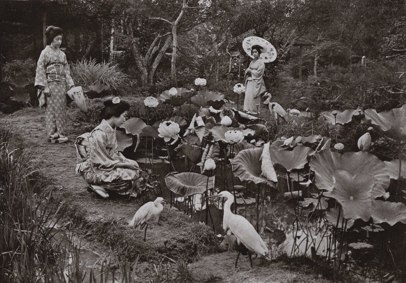 In einem Lotusgarten von Herbert Ponting