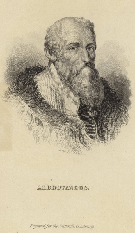 Ulisse Aldrovandi von Italian School