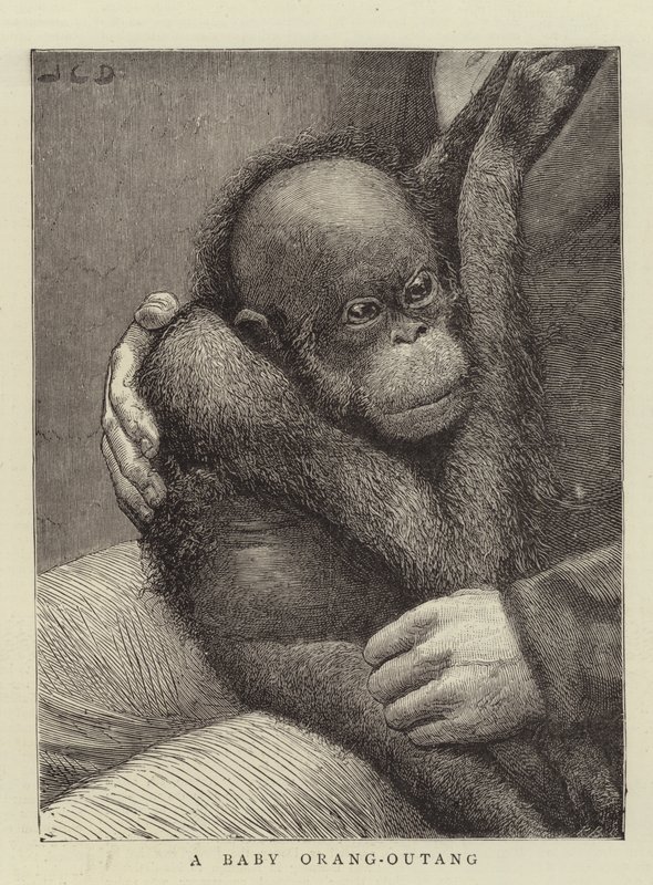Ein Baby-Orang-Utan von John Charles Dollman