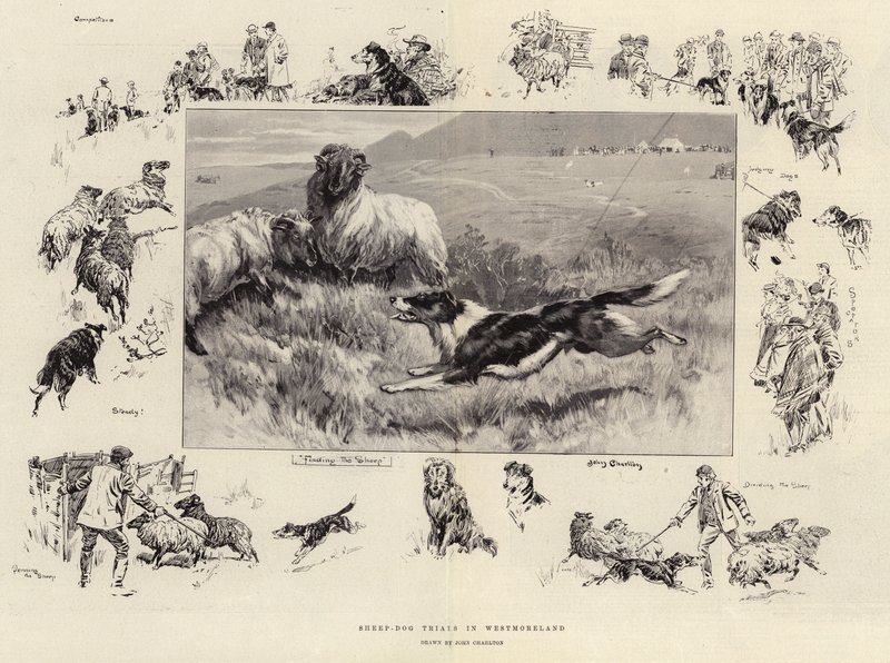 Schafhundprüfungen in Westmoreland von John Charlton