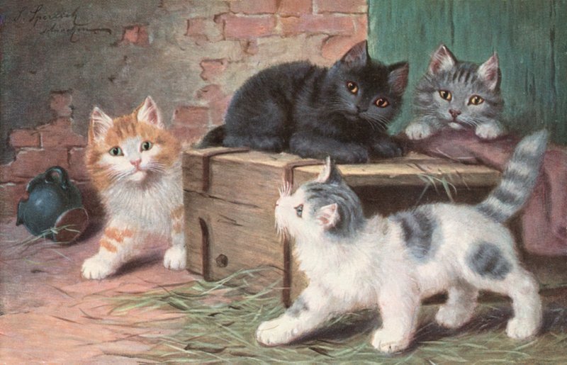 Katzenpostkarte von Josef Sperlich