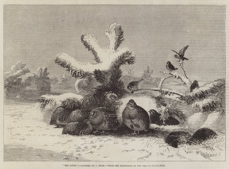 Die Covey, aus der Ausstellung der British Institution von Joseph Wolf