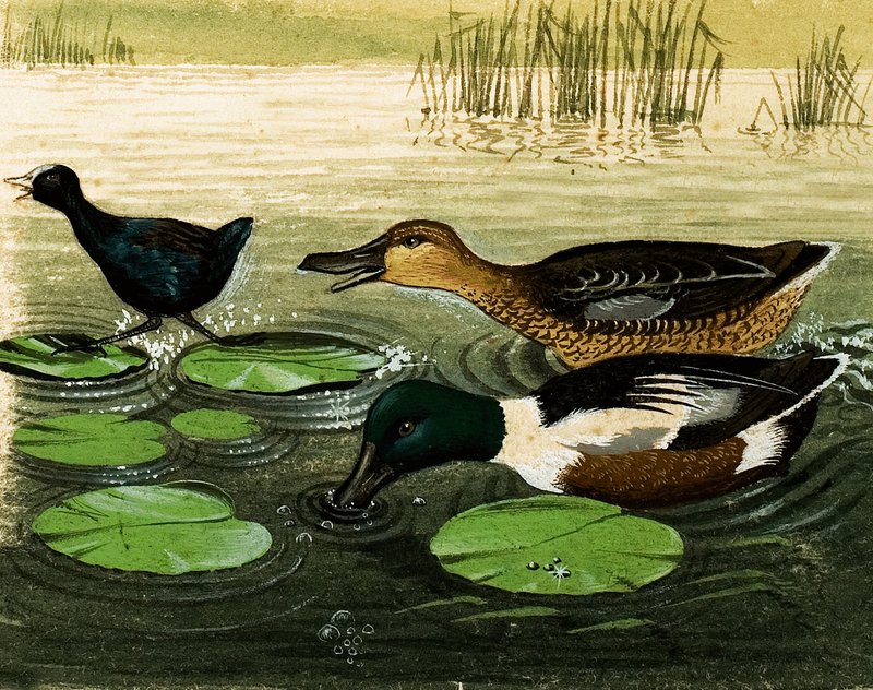Enten und Drakes von Kenneth Lilly