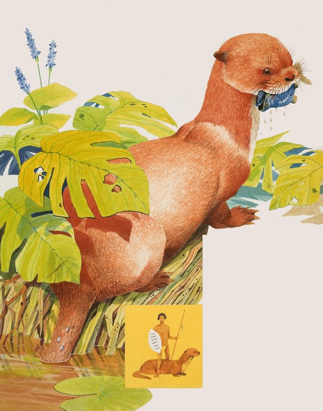 Der Saro von Kenneth Lilly