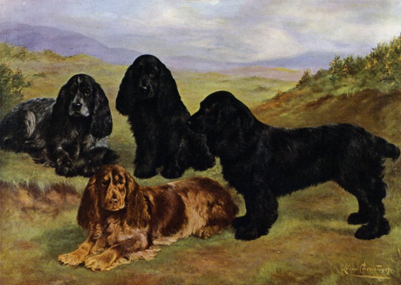 Cocker Spaniels von Lilian Cheviot
