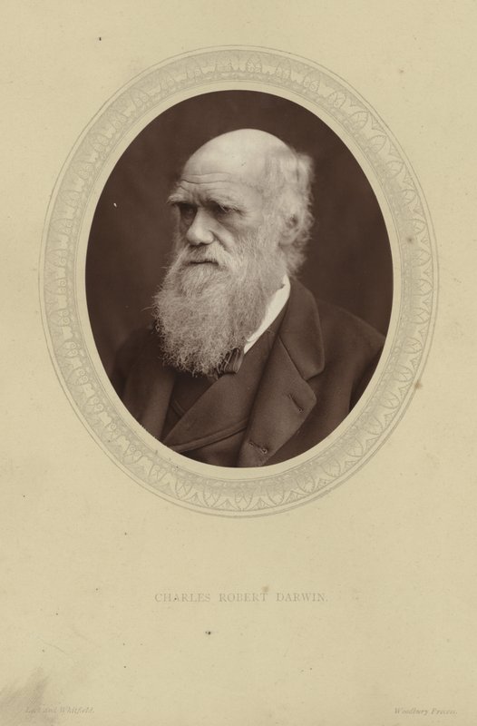 Porträt von Charles Darwin von Lock and Whitfield