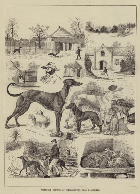 Windhundzwinger in Athelhampton, in der Nähe von Dorchester von Louis Wain