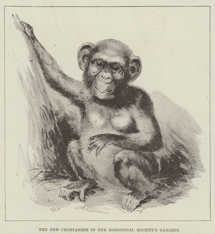 Der neue Schimpanse im Garten der Zoologischen Gesellschaft von Louis Wain