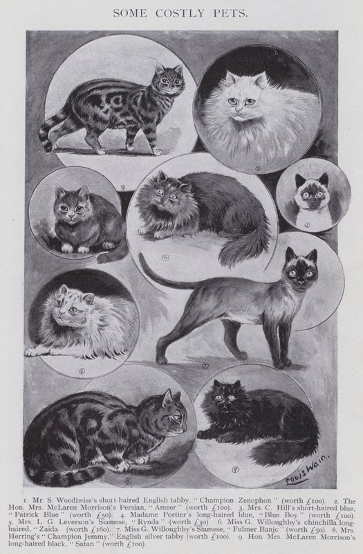 Einige kostspielige Haustiere (Lithografie) von Louis (after) Wain