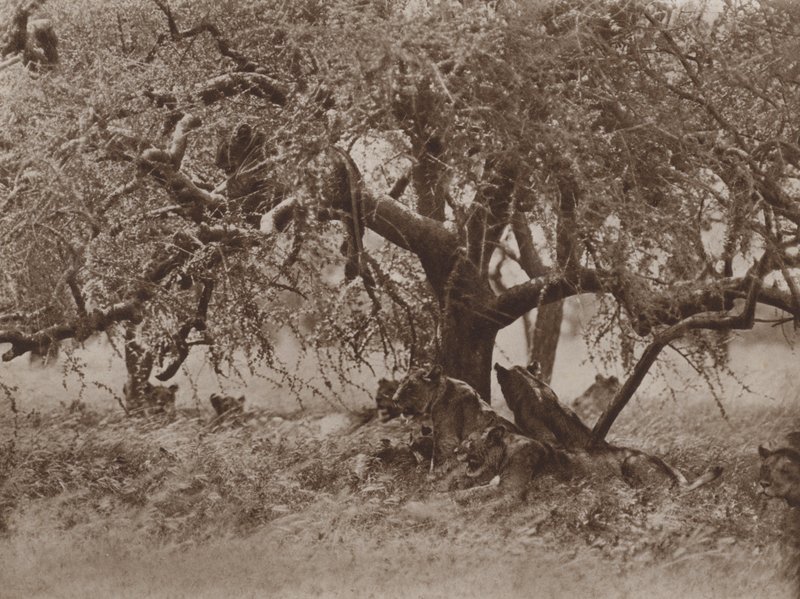 Ruhend auf einem Ast von Marcuswell Maxwell