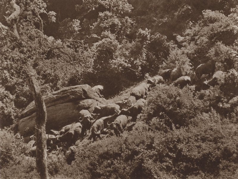 Büffel im Versteck von Marcuswell Maxwell