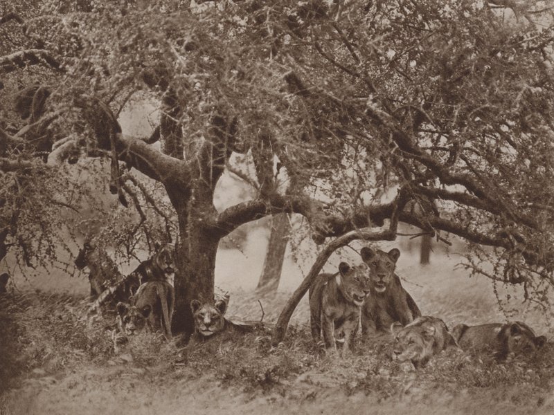 Die gestörte Siesta von Marcuswell Maxwell