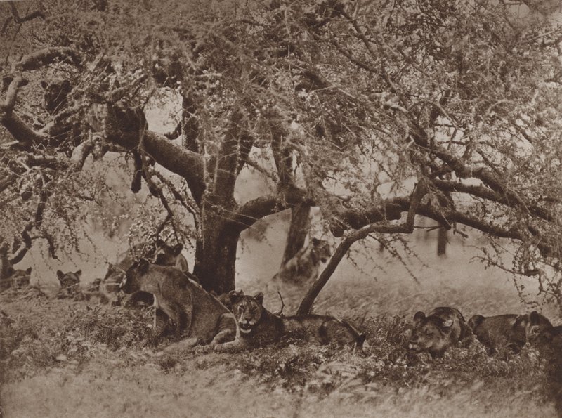 Die gestörte Siesta von Marcuswell Maxwell