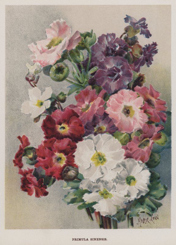 Chinesische Primel von Marie Low