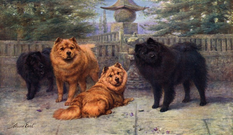 Vier Champion Chow-Chows im Besitz von Mrs. Scaramanga von Maud Earl