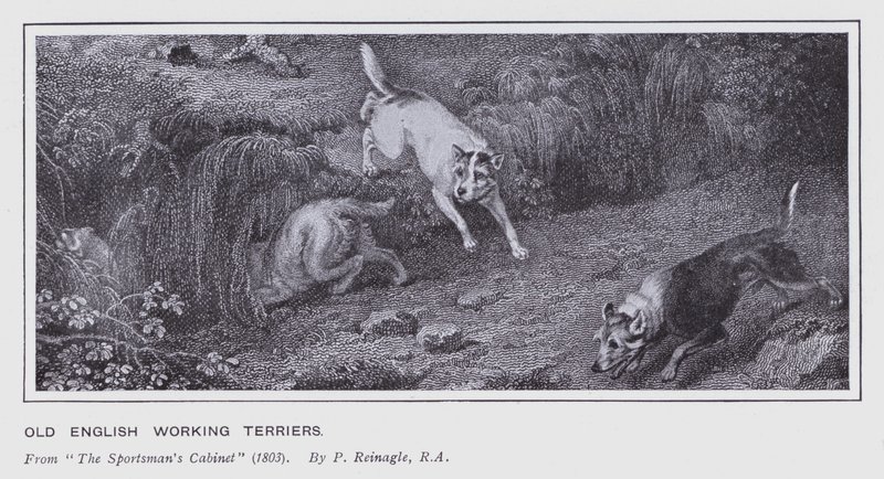 Alte englische Arbeitsterrier (Lithografie) von Philip (after) Reinagle