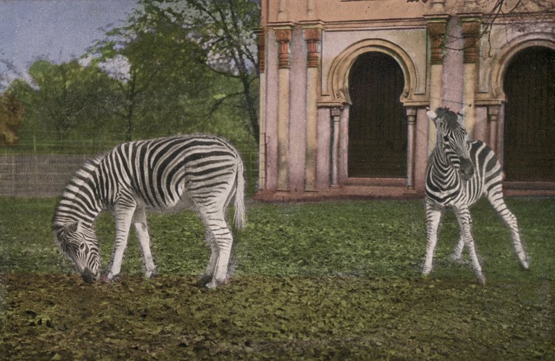 Kölner Zoo, Zebras von Photographer German