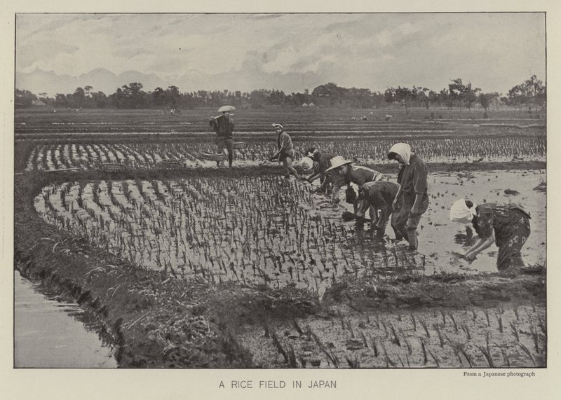 Ein Reisfeld in Japan von Photographer Japanese