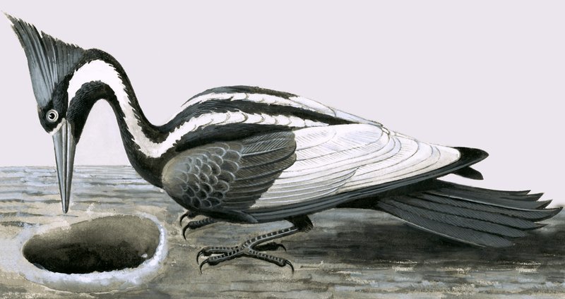 Elfenbeinspecht von R.B. Davis