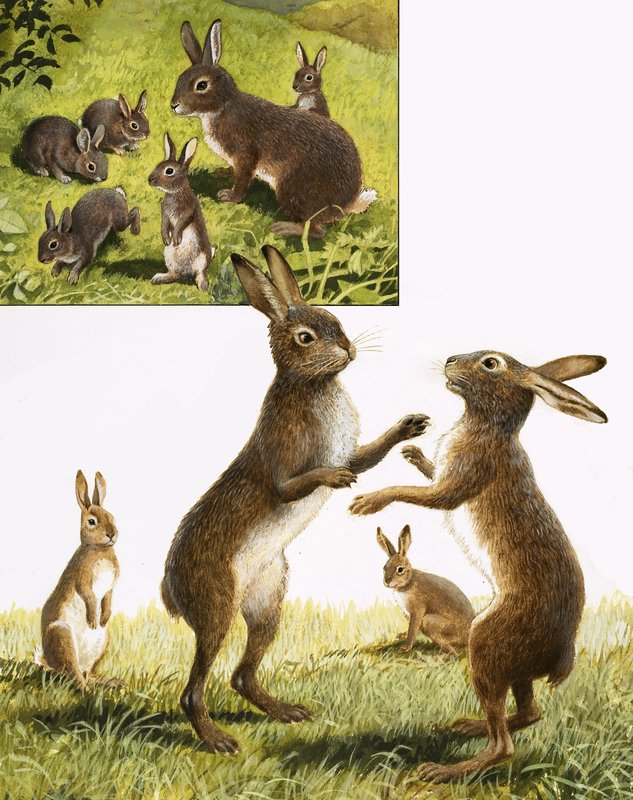 Das Königreich der Natur: Treffen Sie den verrückten Märzhasen von R.B. Davis