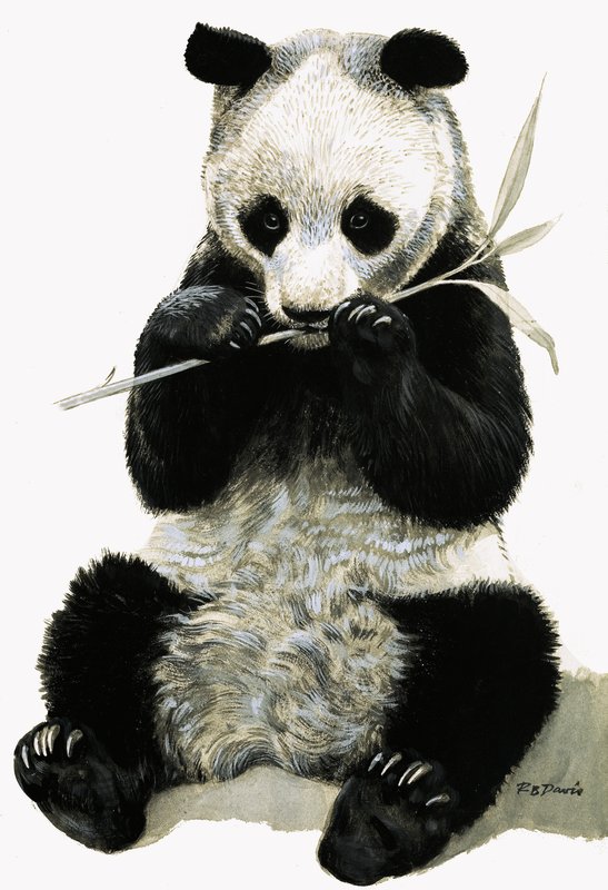 Panda von R.B. Davis