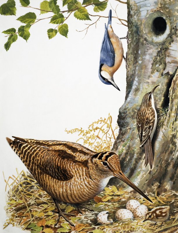 Waldvögel von R.B. Davis