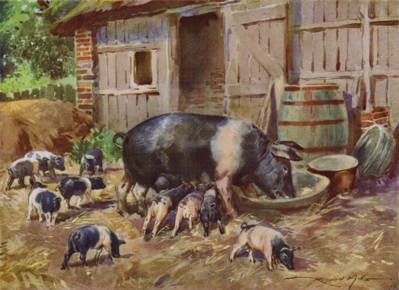 Illustration für Mein Bauernhof (Farblithografie) von Reginald Mills
